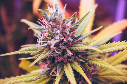 Where to Buy the Best THCa Flower in Nashville: Mary Daze’s Expert Guide