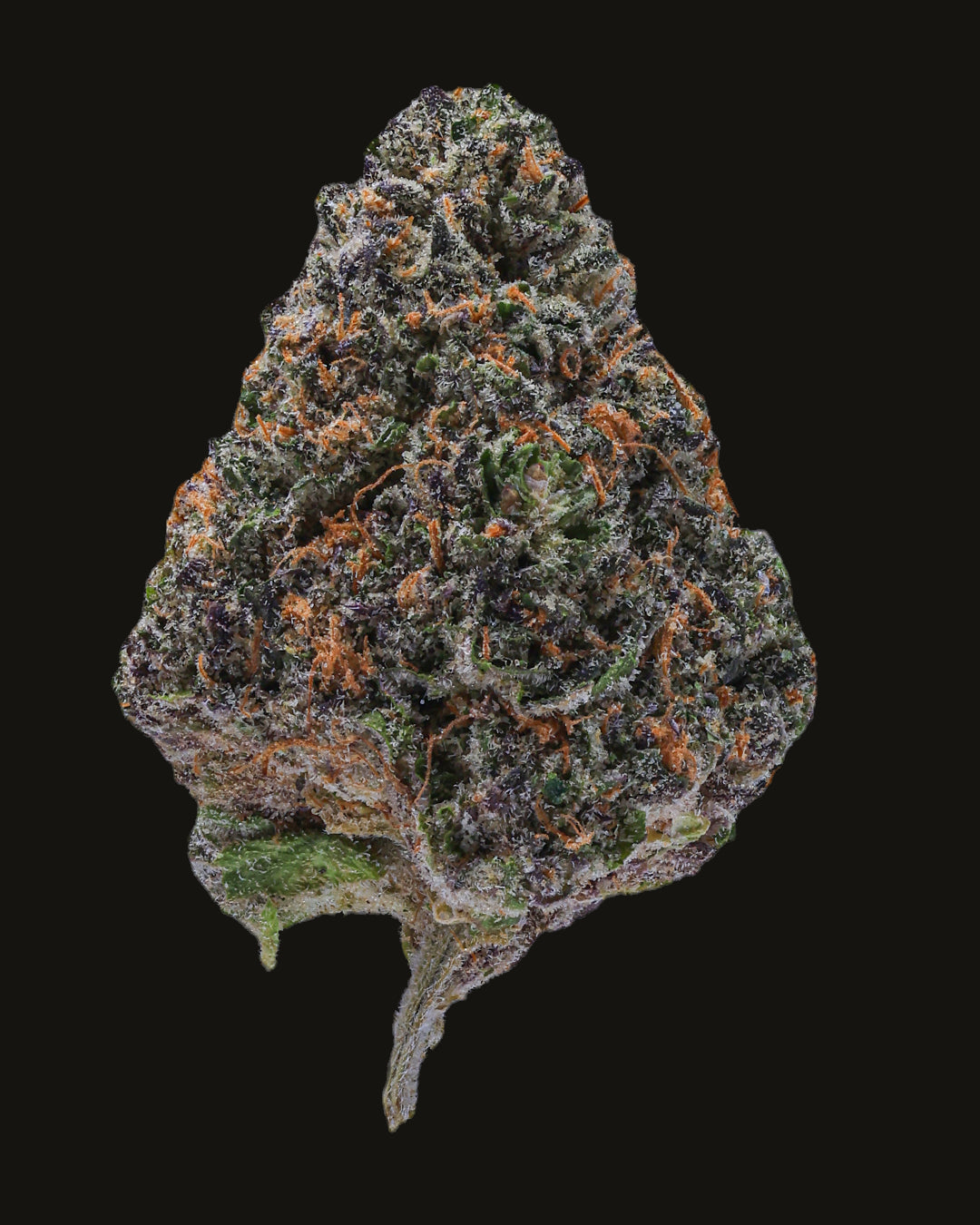 Black Cherry Gelato